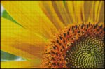 (image for) Sunburst